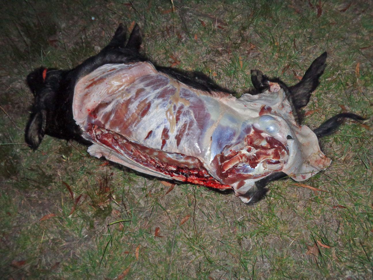 boar-at-davids-meat-web_zps26251f46.jpg