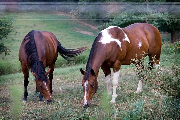 Horses