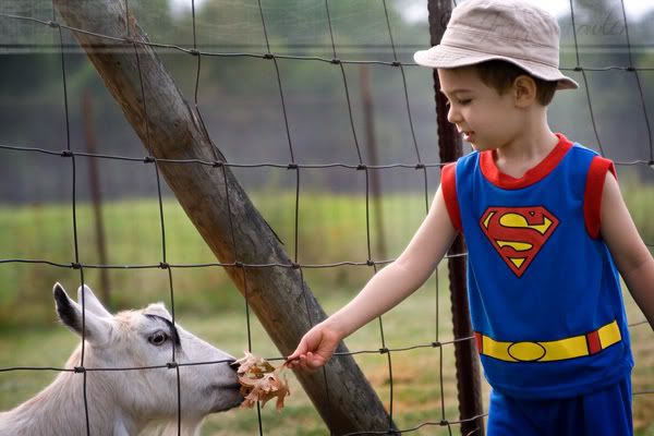 Feeding Goats