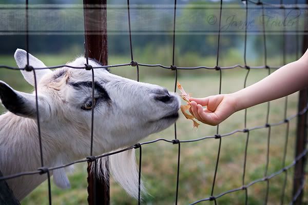 Feeding Goats