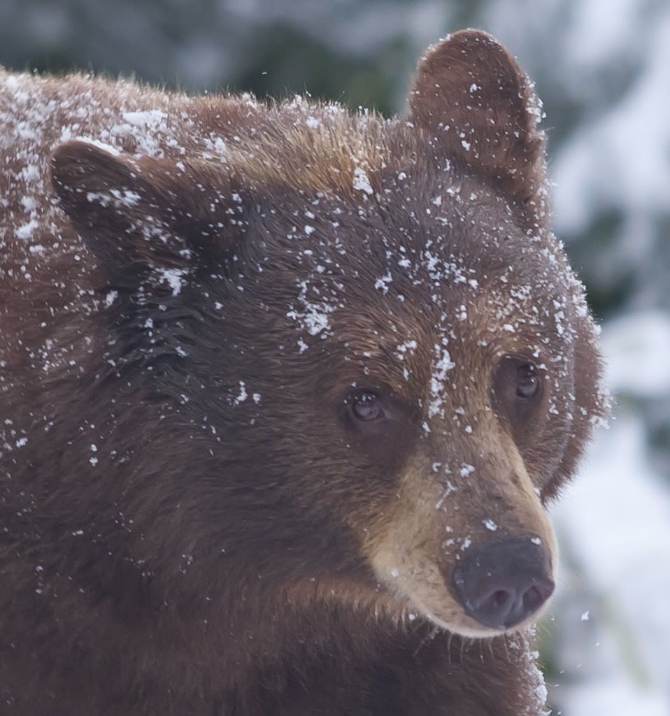 IMAGE: http://img.photobucket.com/albums/v243/mrmerick/IMG_1970resize.jpg