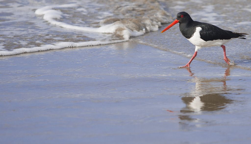 IMAGE: http://img.photobucket.com/albums/v243/mrmerick/IMG_5352copy.jpg