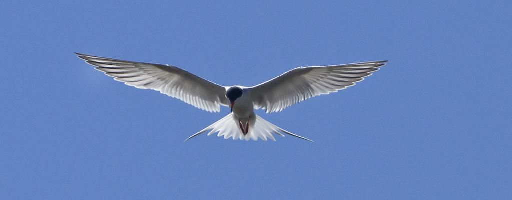 IMAGE: http://img.photobucket.com/albums/v243/mrmerick/kodiak%20photo/IMG_0175_zpsab7173a6-1.jpg