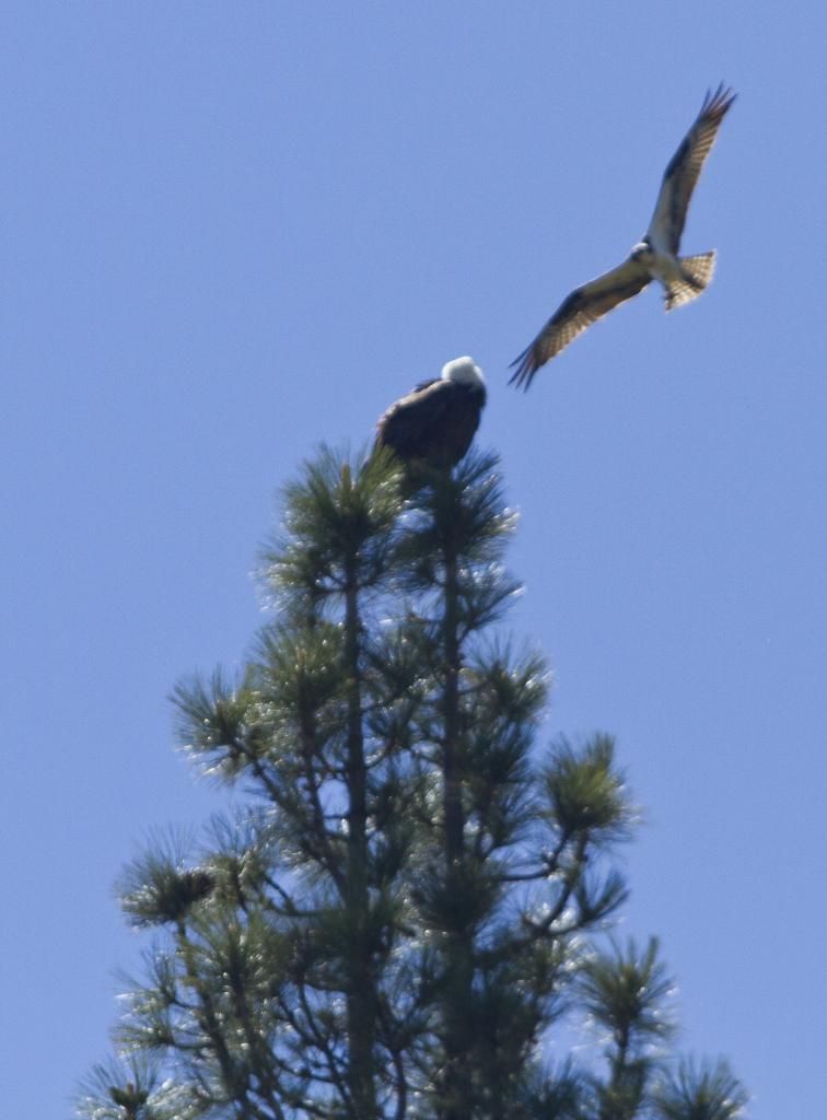 IMAGE: http://img.photobucket.com/albums/v243/mrmerick/kodiak%20photo/IMG_0246_zps045cef21.jpg