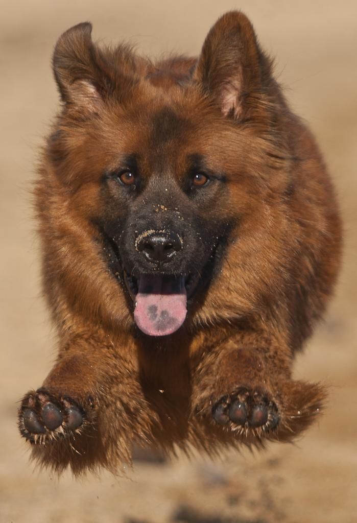 IMAGE: http://img.photobucket.com/albums/v243/mrmerick/kodiak%20photo/IMG_2566copy_zpsab7e280e.jpg