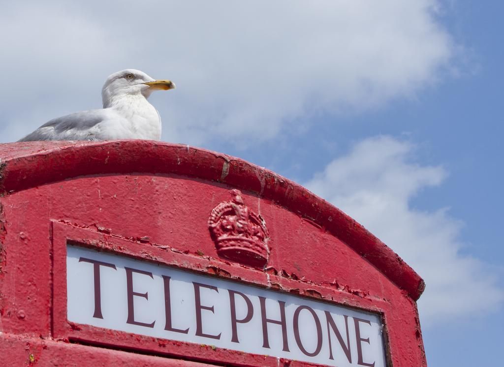 IMAGE: http://img.photobucket.com/albums/v243/mrmerick/kodiak%20photo/IMG_6221copy_zps480ea25d.jpg