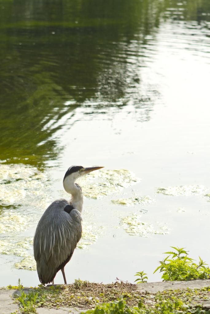 IMAGE: http://img.photobucket.com/albums/v243/mrmerick/kodiak%20photo/IMG_9164_zps55dea09d.jpg