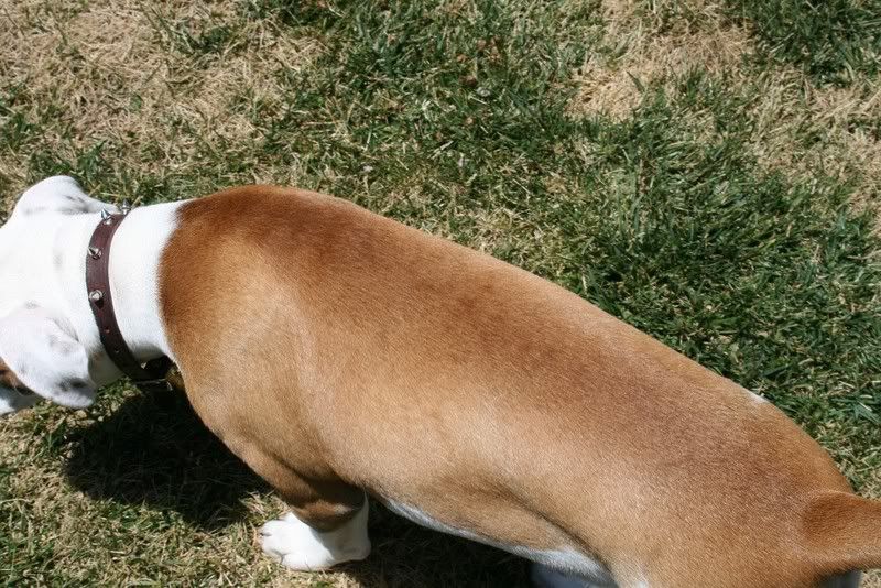 Patchy alopecia help with losing hair? (with pics!) BulldogBreeds