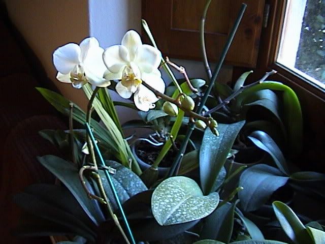 Orchidee010.jpg