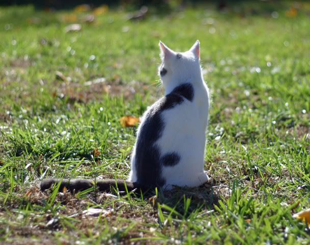 IMAGE: http://img.photobucket.com/albums/v244/ChrisACR/Pets/ARTie1.jpg