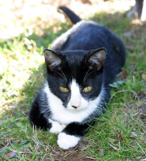 IMAGE: http://img.photobucket.com/albums/v244/ChrisACR/Pets/Muff1.jpg