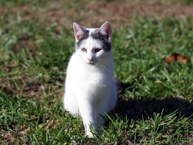 IMAGE: http://img.photobucket.com/albums/v244/ChrisACR/Pets/aRTie.jpg