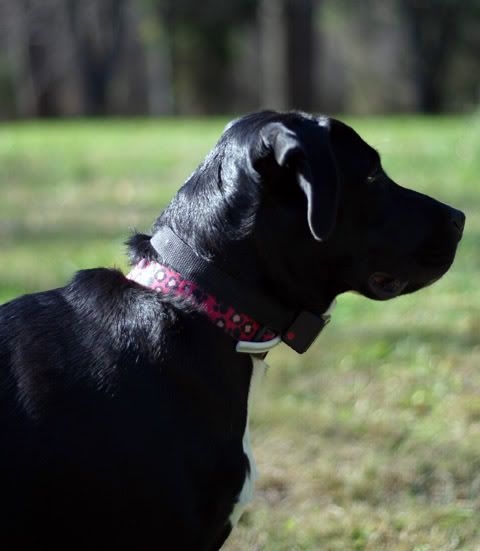 IMAGE: http://img.photobucket.com/albums/v244/ChrisACR/Pets/pnut10.jpg