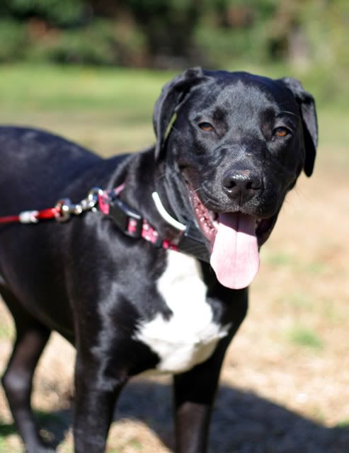 IMAGE: http://img.photobucket.com/albums/v244/ChrisACR/Pets/pnut4.jpg