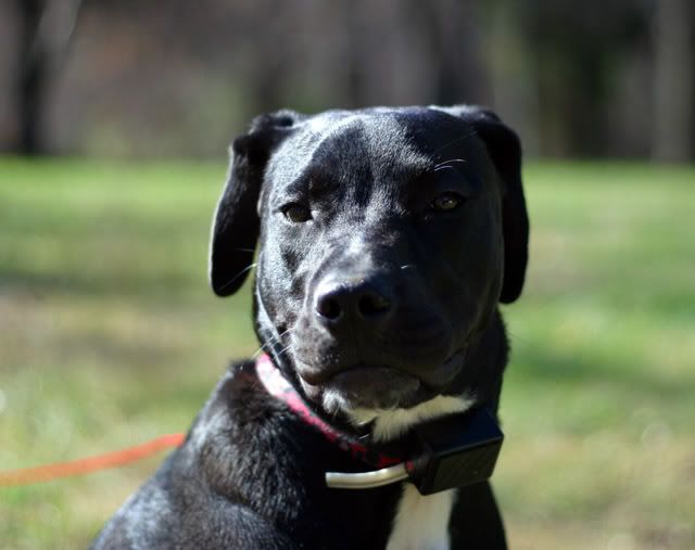 IMAGE: http://img.photobucket.com/albums/v244/ChrisACR/Pets/pnut9.jpg