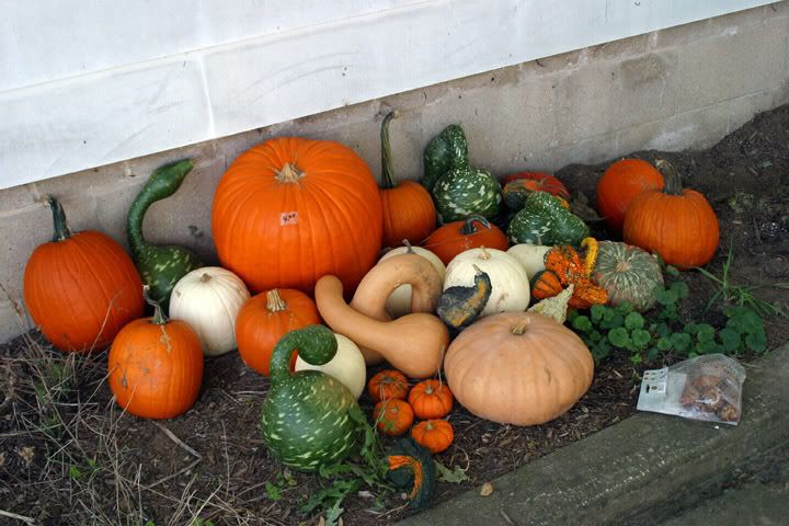 IMAGE: http://img.photobucket.com/albums/v244/ChrisACR/Skyshots/Pumpkins.jpg