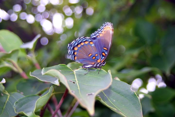 IMAGE: http://img.photobucket.com/albums/v244/ChrisACR/Skyshots/butterfly.jpg