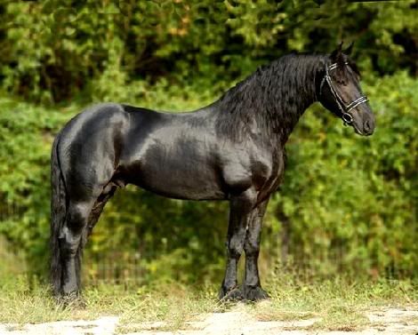 friesian1.jpg