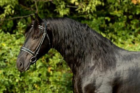 friesian2.jpg