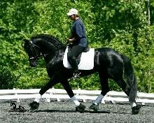 friesian3.jpg