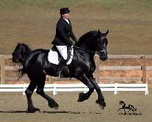 friesian4.jpg