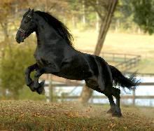 friesian5.jpg