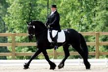 friesian6.jpg