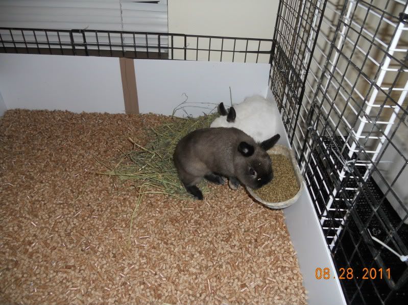 30x36 rabbit cage