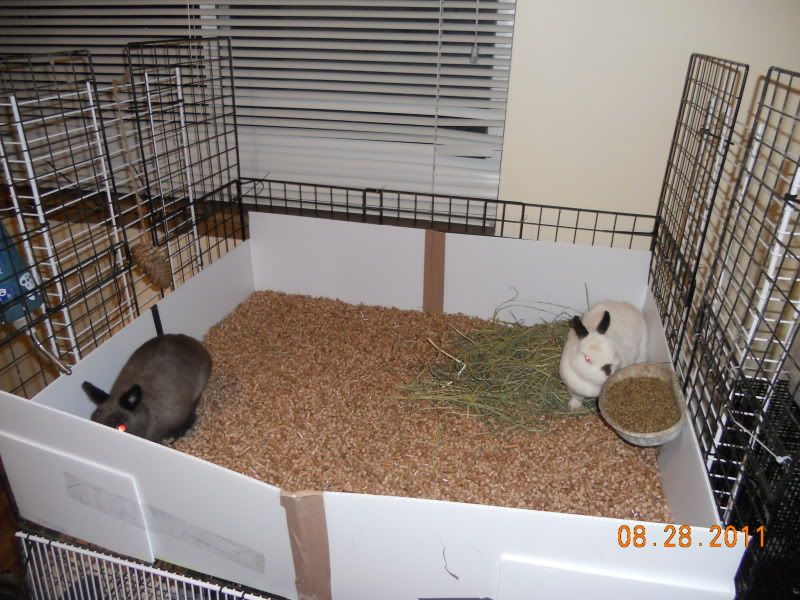 30x36 rabbit cage