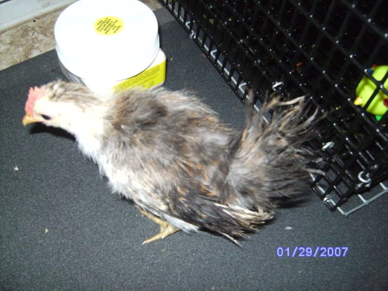 serama cross BackYard Chickens Learn How to Raise Chickens