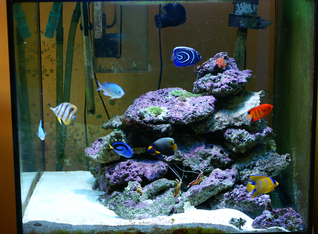 http://img.photobucket.com/albums/v244/philipp/aquarium/fishes16mai2011087.png
