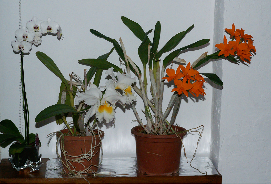 orchids%2014%203%202015%20005ugrave_zps4