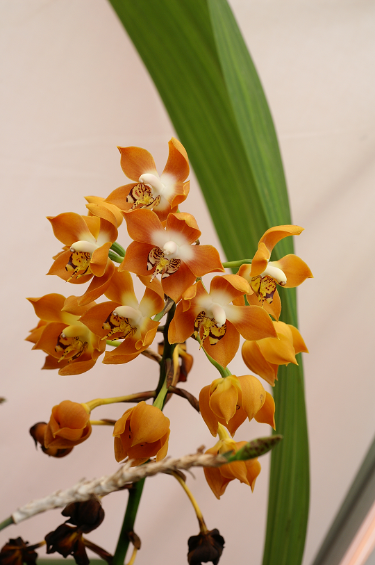 orchidsavril2007113.png