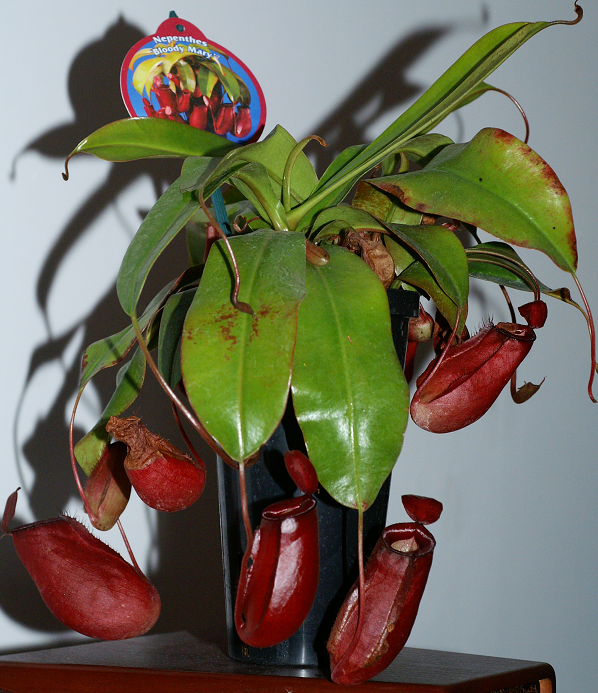 nepenthes4juin2012004.png
