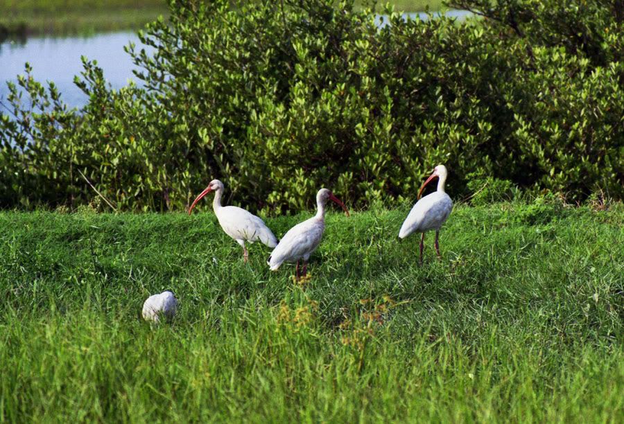 WHITE IBIS, PENTAX ME