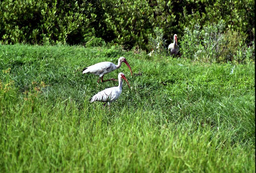 WHITE IBIS, PENTAX ME