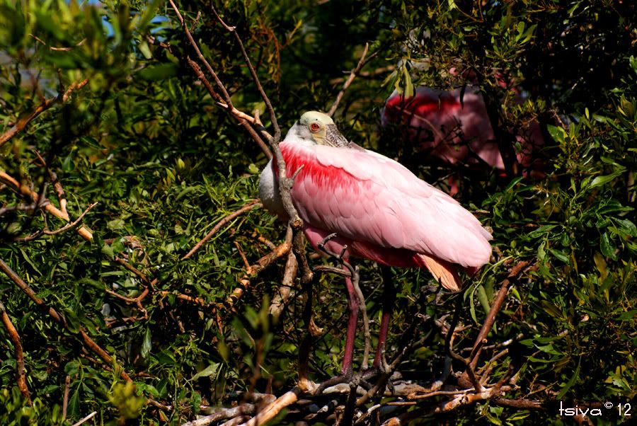 Roseate Spoonbill Platalea ajaja