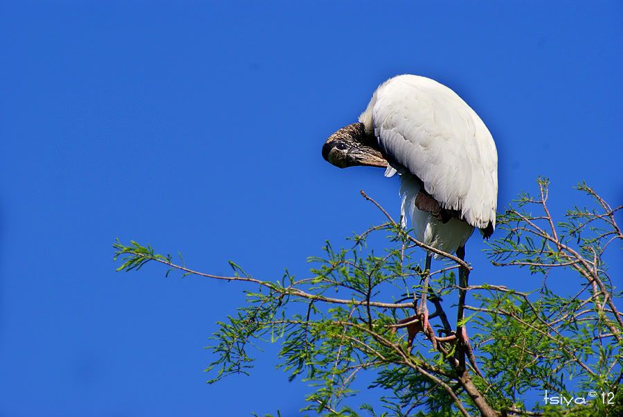 Wood Stork, Mycteria americana