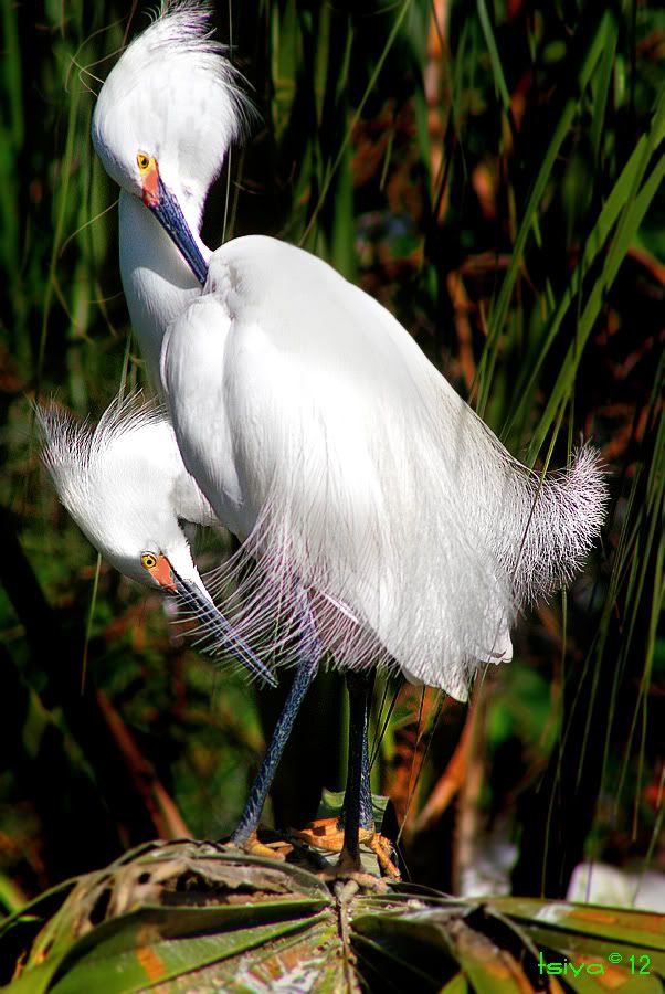 Snowy Egret Egretta thula