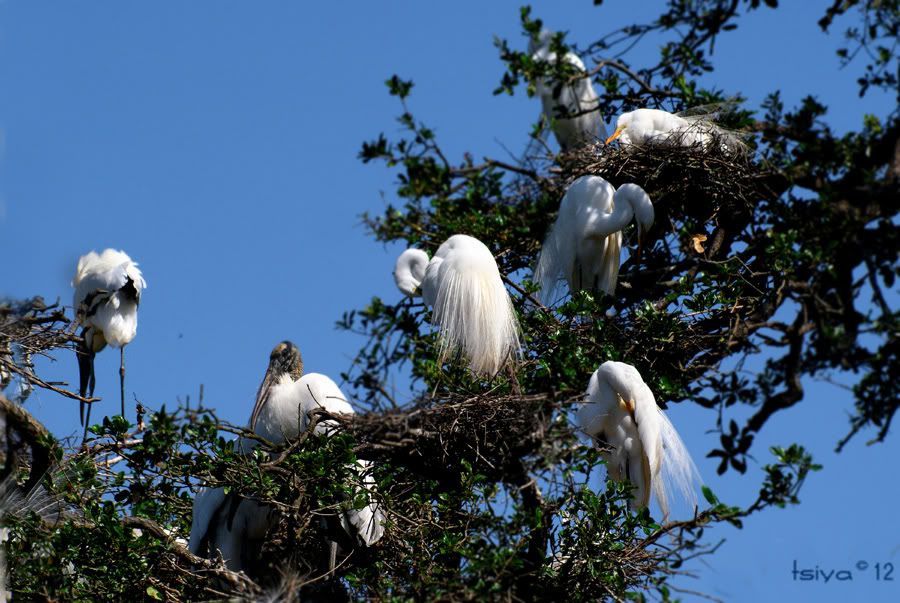 GREAT EGRETS AND WOOD STORK
