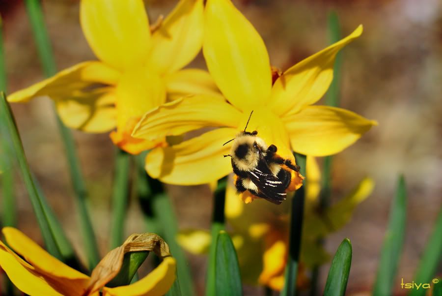 insect,flower