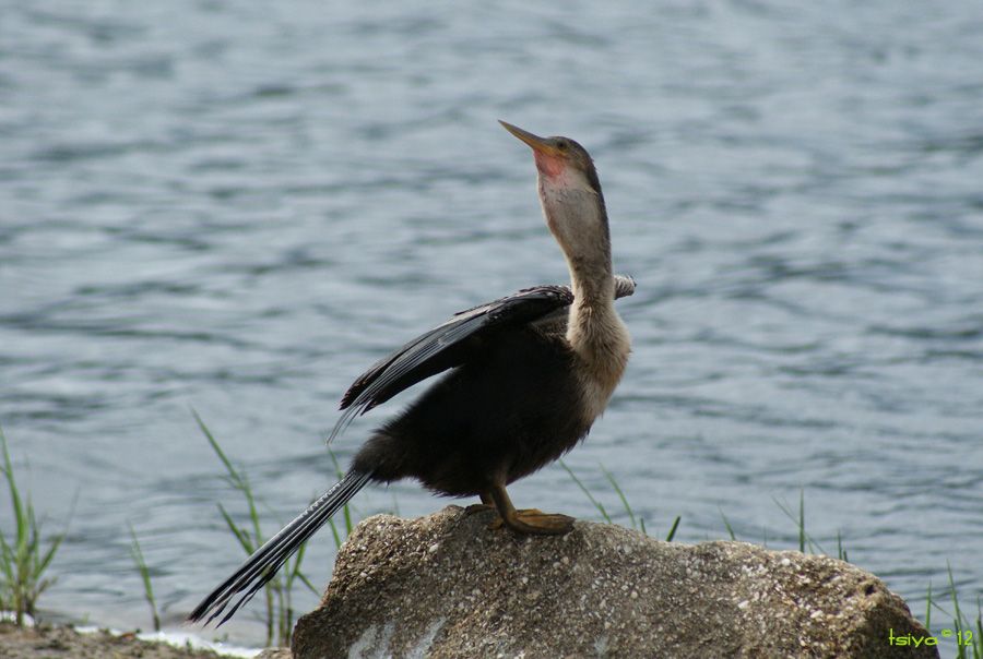 Anhinga, Anhinga anhinga