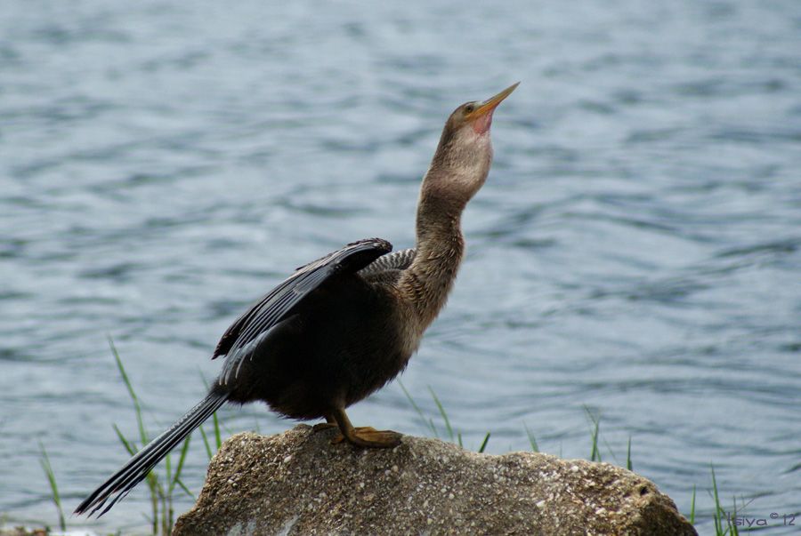 Anhinga, Anhinga anhinga