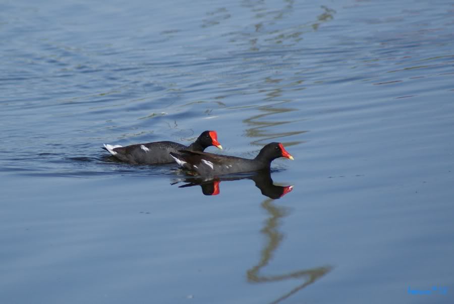 Common Moorhen, Gallinula chloropus