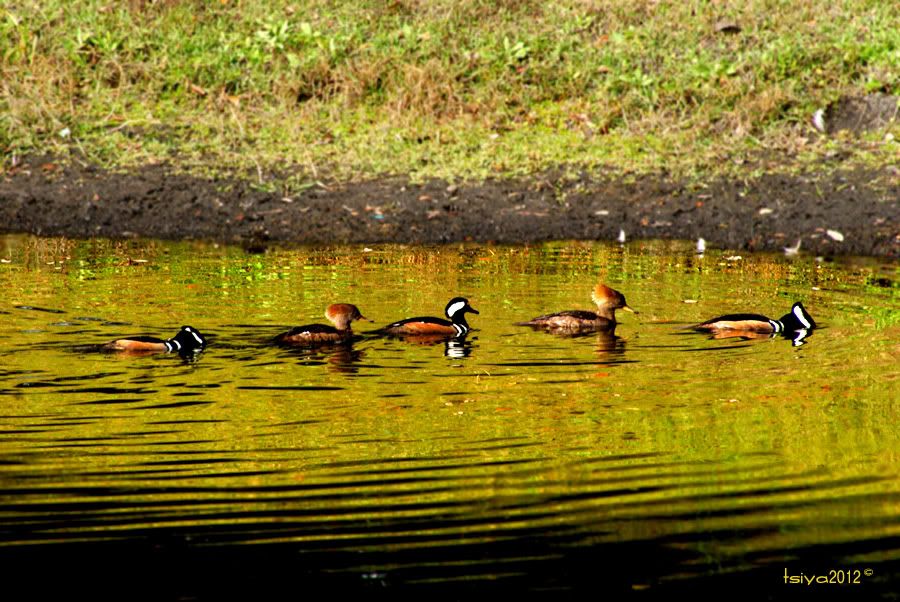 Hooded Merganser Lophodytes cucullatus