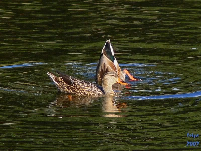 Mallard Anas platyrhynchos