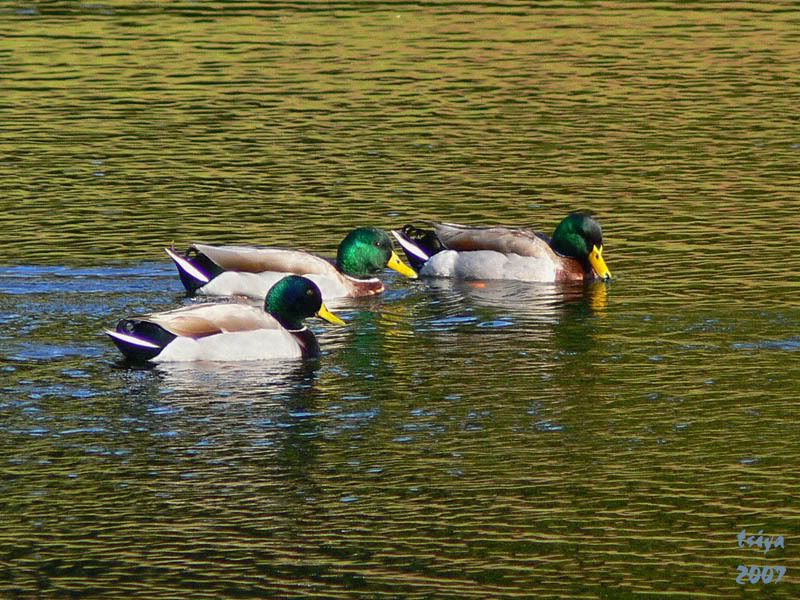 Mallard Anas platyrhynchos