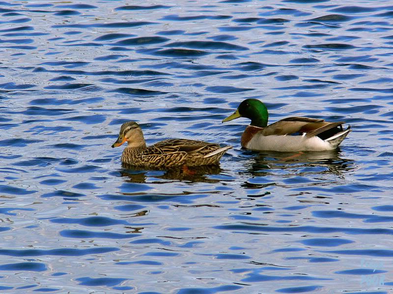 Mallard Anas platyrhynchos