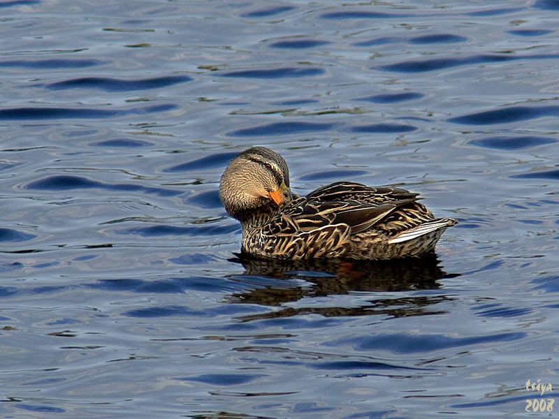 Mallard Anas platyrhynchos