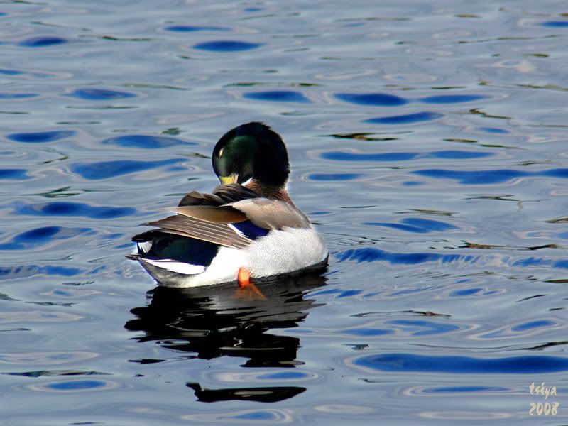 Mallard Anas platyrhynchos